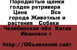 Породистые щенки голден ретривера › Цена ­ 25 000 - Все города Животные и растения » Собаки   . Челябинская обл.,Катав-Ивановск г.